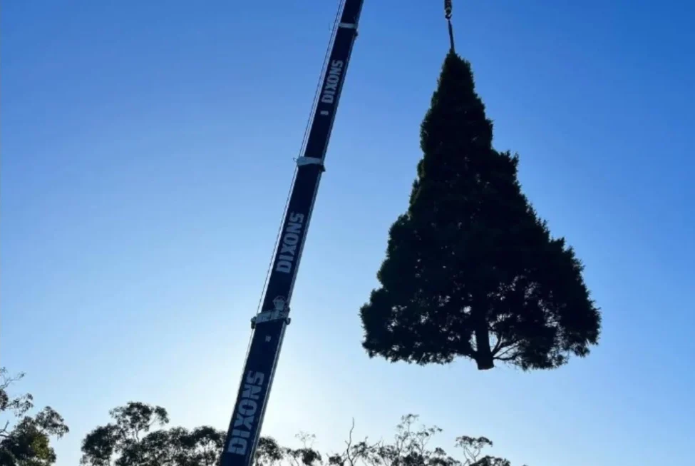 A crane lifts a Christmas pine tree against a clear blue sky, highlighting the need to consider alternatives to planting Christmas pines.