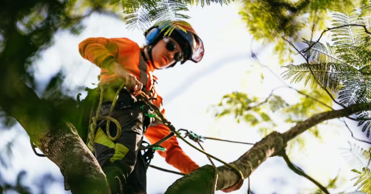 Tree removal Penrith crew removing a fallen tree safely from a residential property using professional equipment.