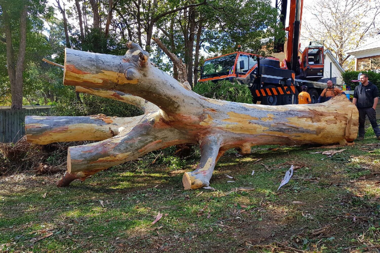 Effects of Removing Trees in the Surrounding Landscape