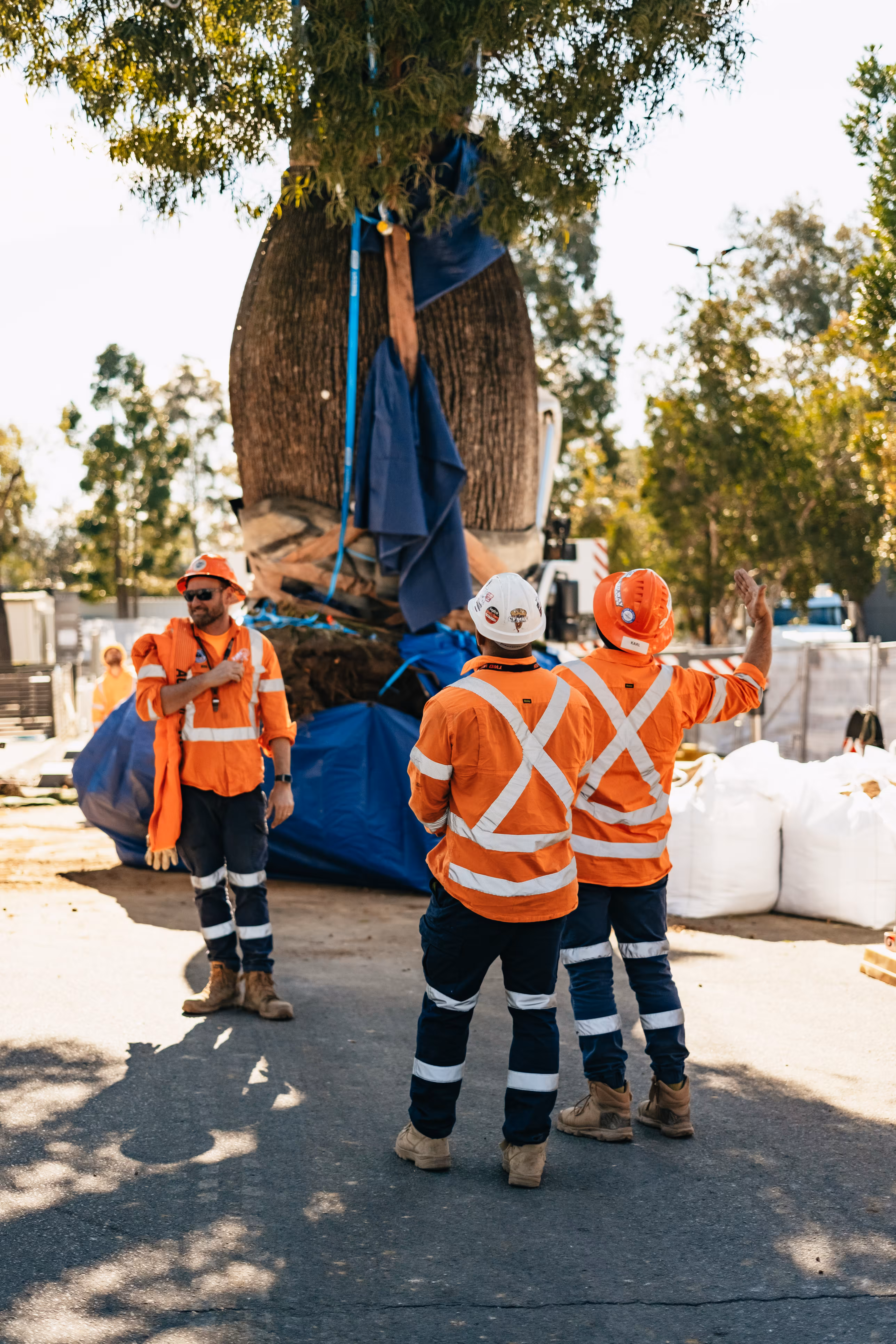 fiddler rouse hill tree relocation