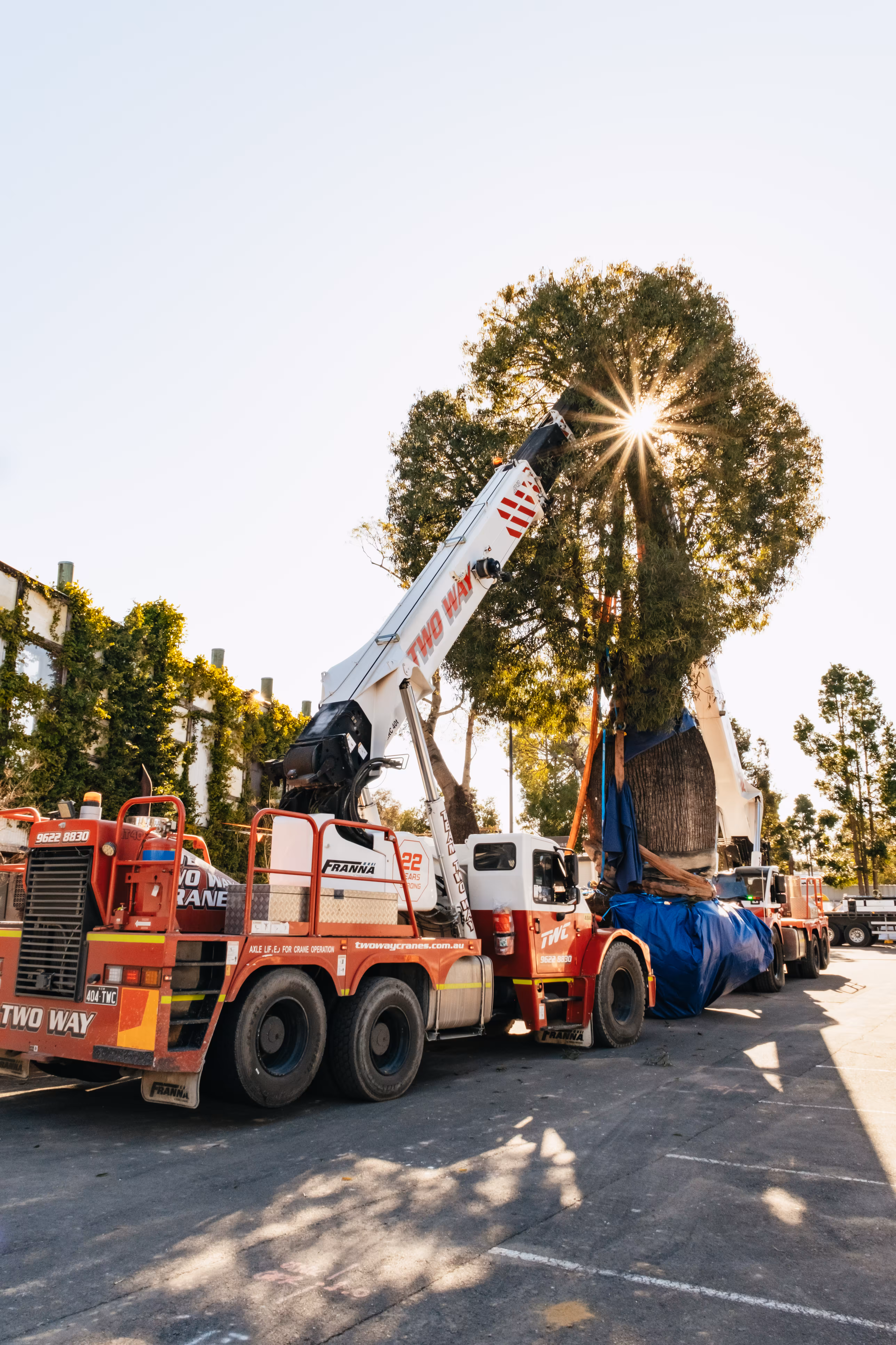 fiddler rouse hill tree relocation