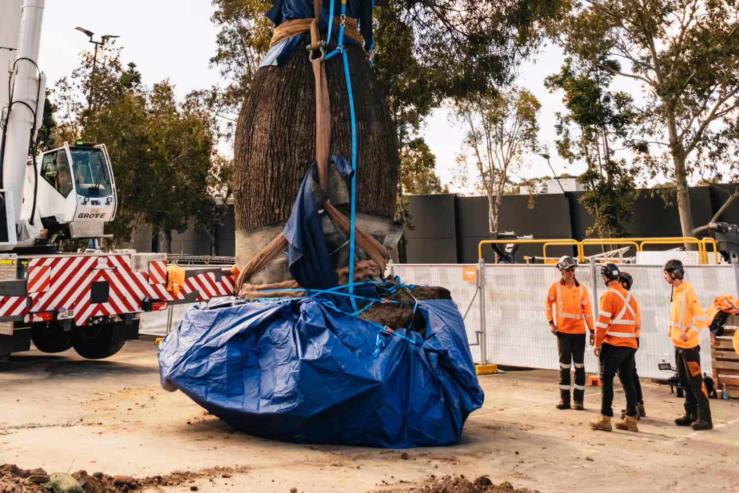 Mature Bottle Tree rigged and protected for crane-assisted tree transplanting