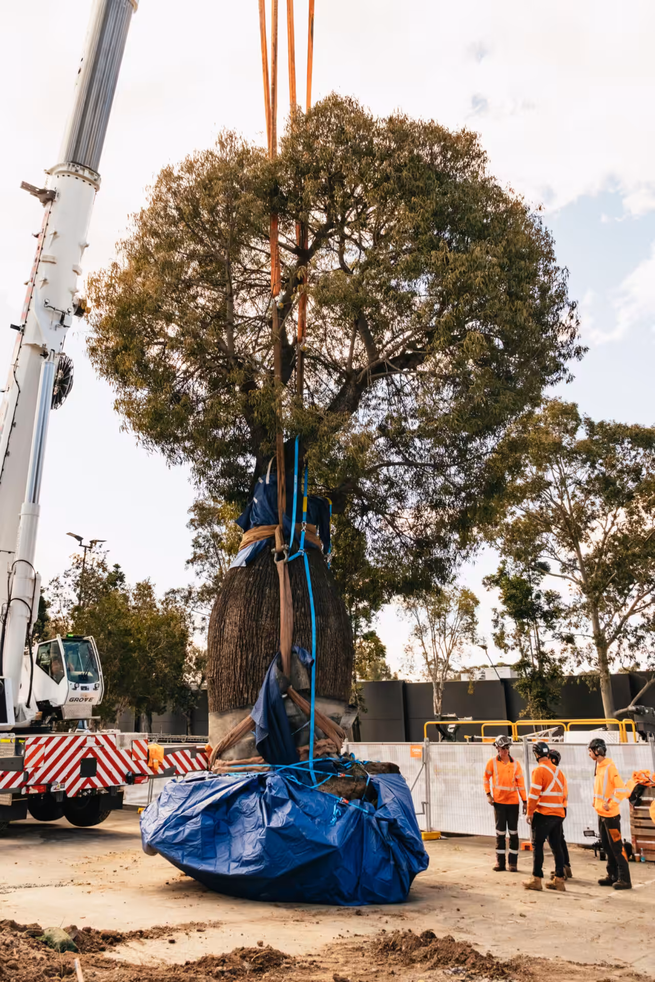 Mature Bottle Tree rigged and protected for crane-assisted tree transplanting at The Fiddler Hote