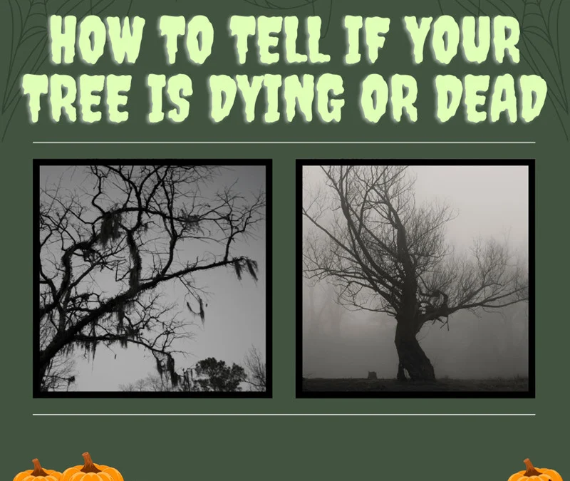 Two images illustrating signs of a dying tree, including bare branches and a misty background, emphasizing how to detect a dying or dead tree before Halloween.