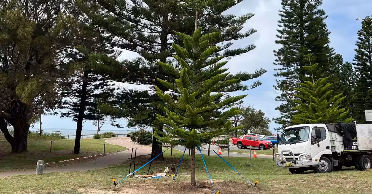 Newly relocated pine tree supported by stakes following a successful tree transplanting operation.