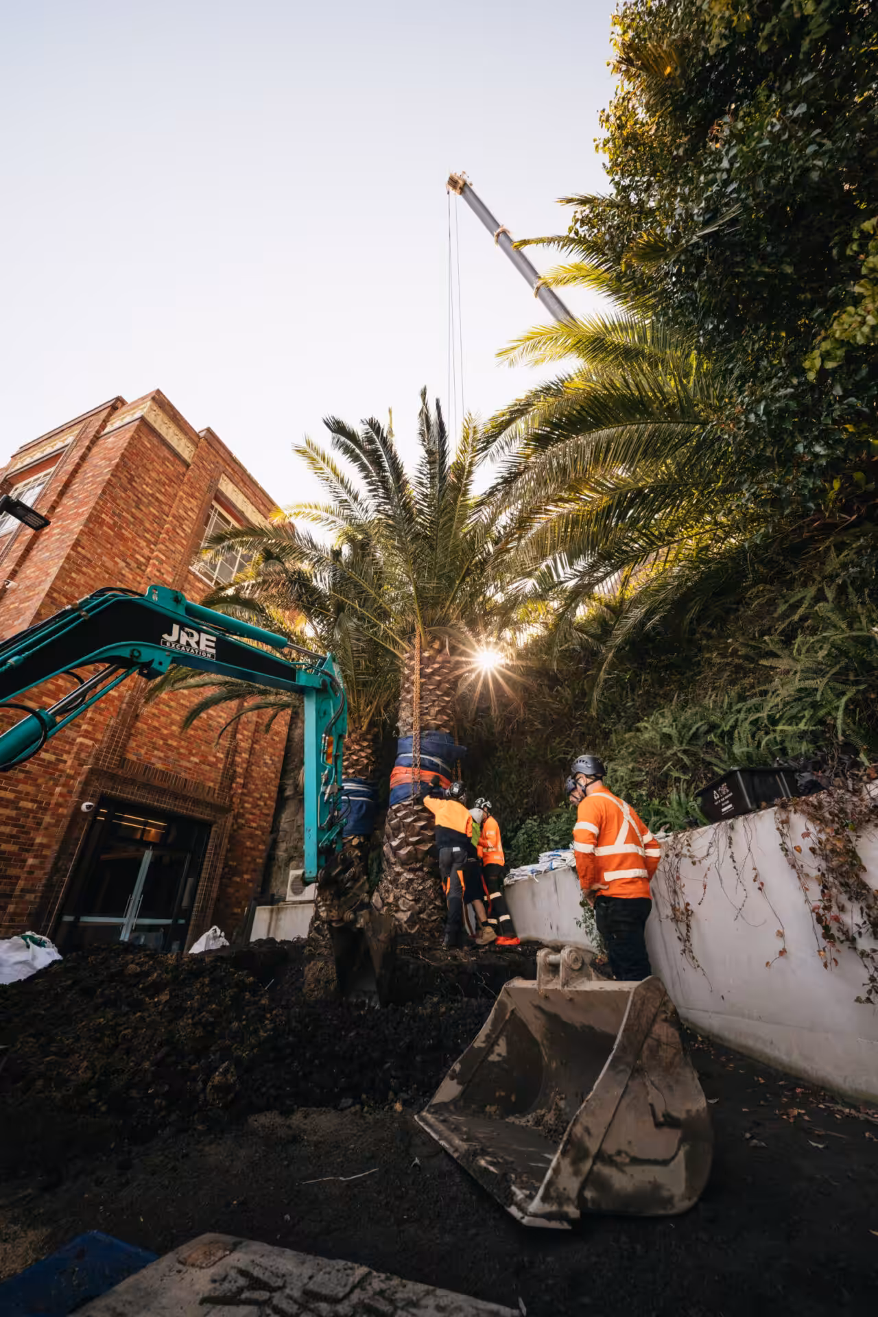 Crane positioned at North Sydney Olympic Pool for the relocation of mature Canary Island Date Palms