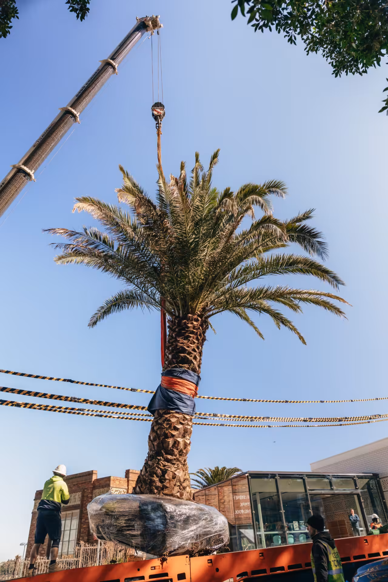 Mature Canary Island Date Palm rigged to a crane during specialist tree transplanting works