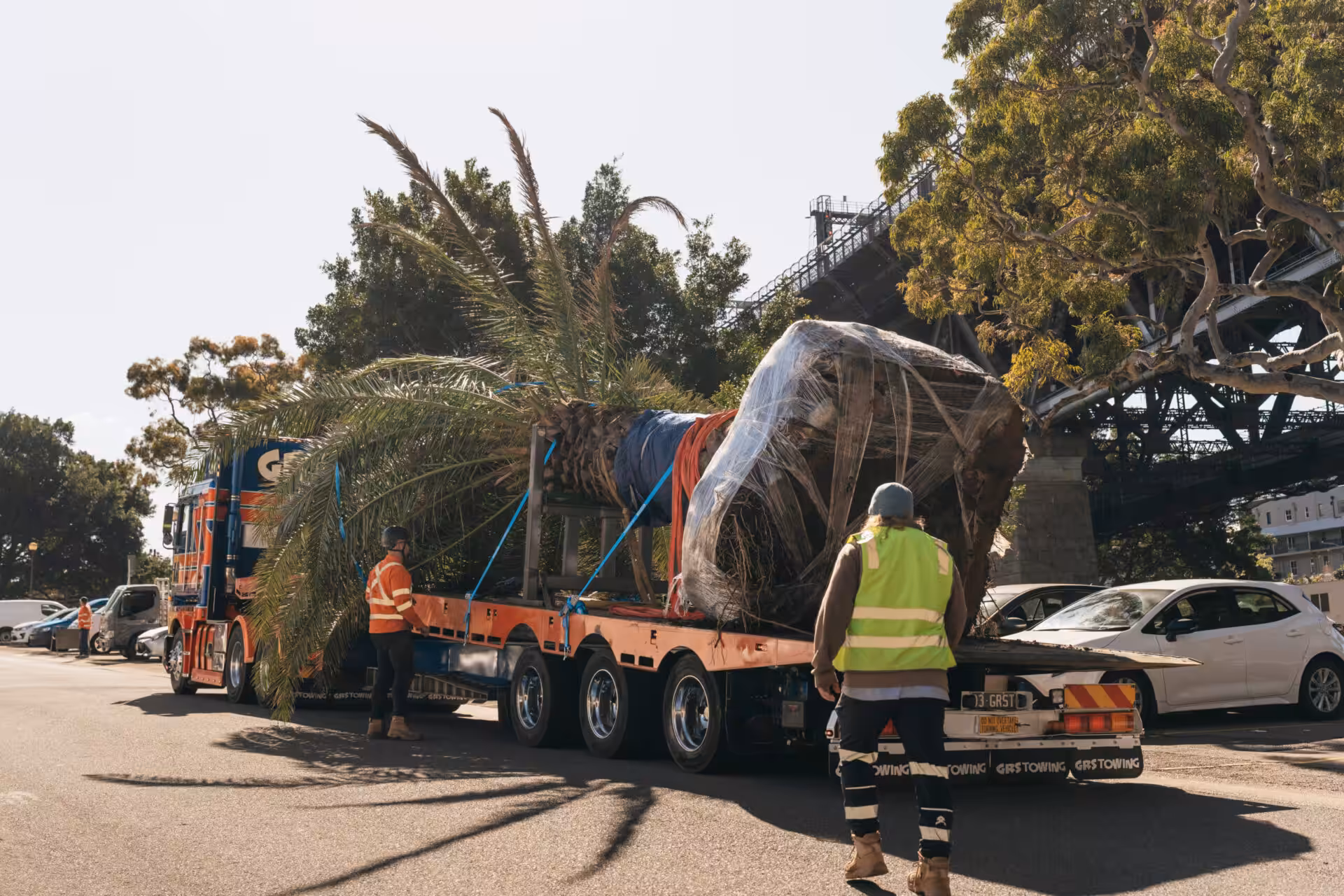 Dixons Trees truck supporting the mature palm tree relocation project near North Sydney