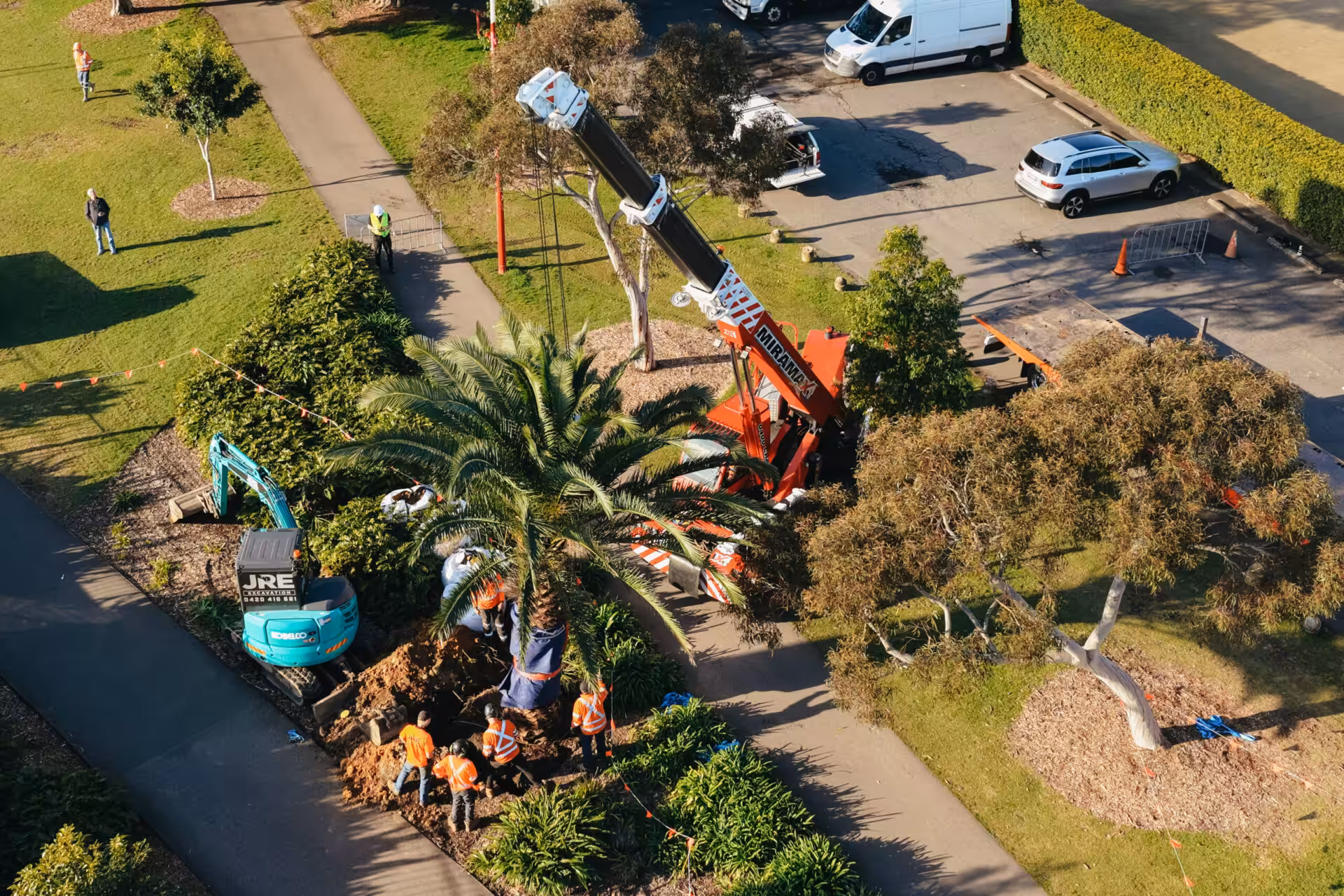 Crane and arborist crew preparing a mature Canary Island Date Palm for relocation in North Sydney