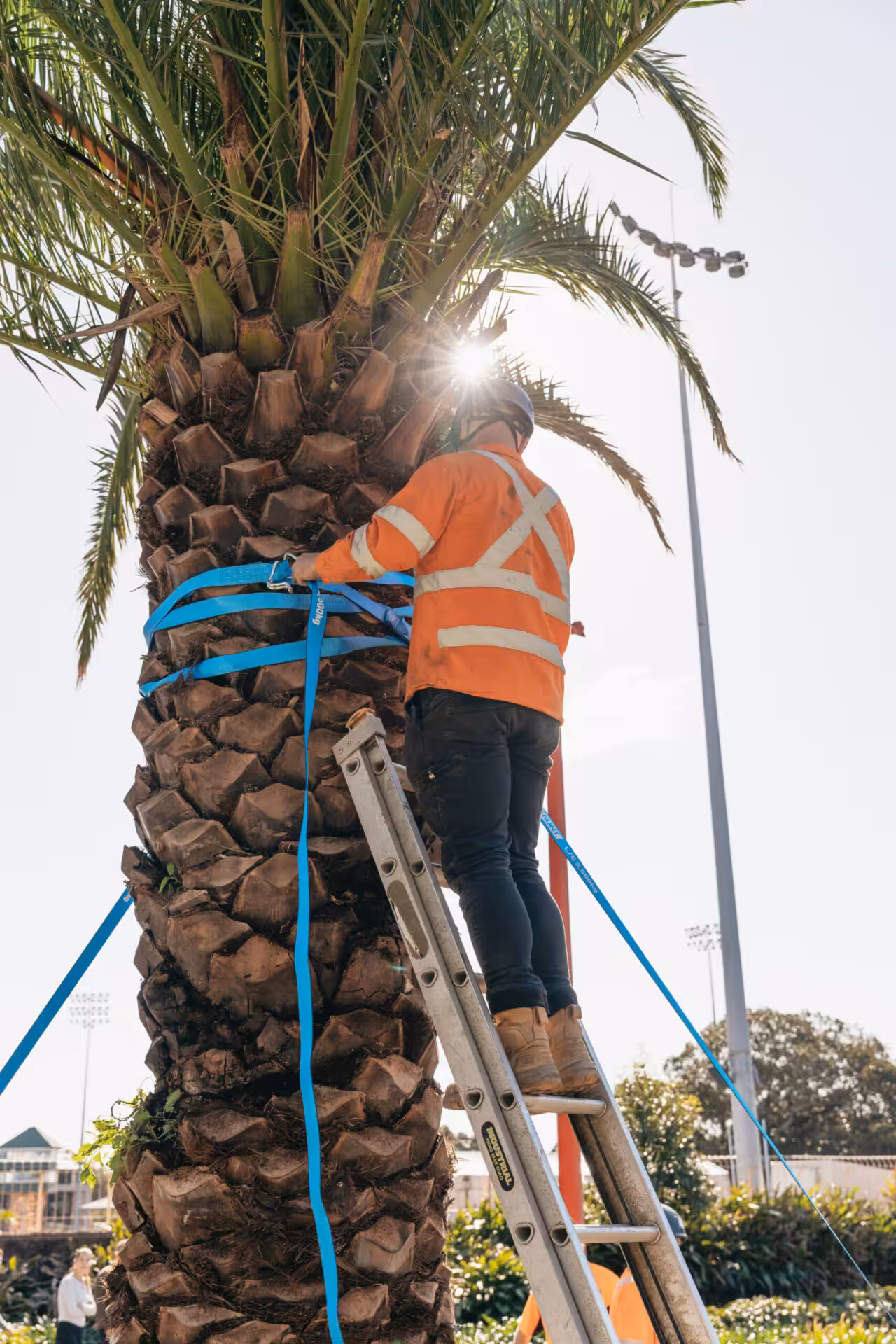 Arborist securing lifting straps around a Canary Island Date Palm for tree transplanting