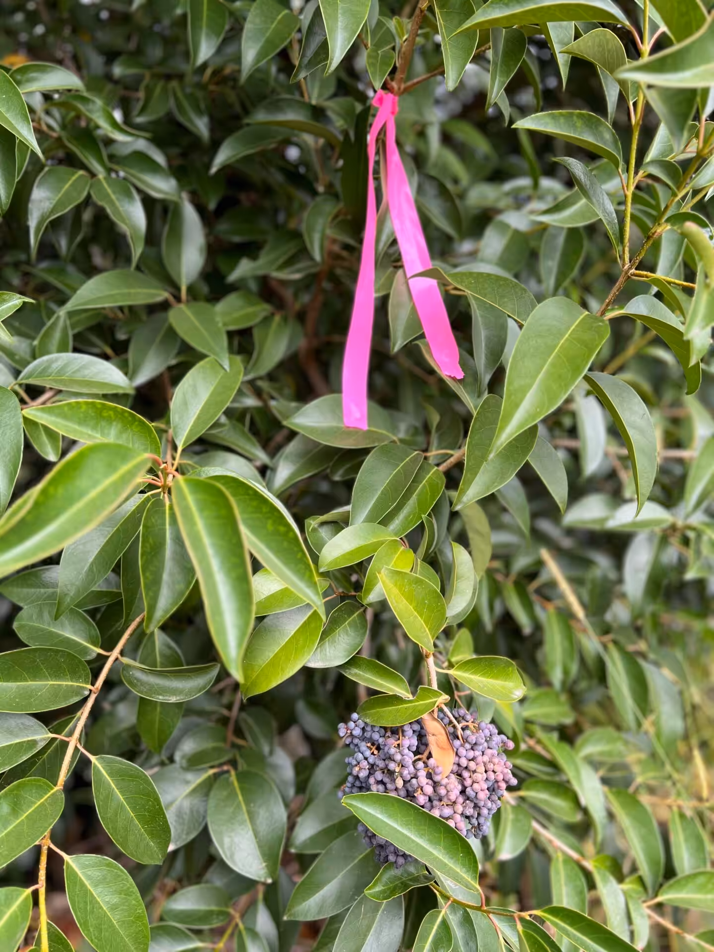 Pink ribbon on leafy shrub with purple berries