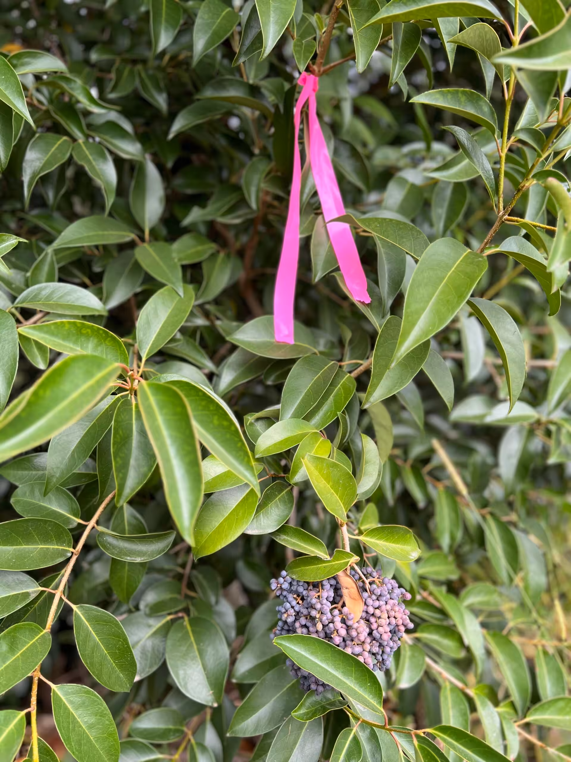 Pink ribbon on leafy shrub with purple berries