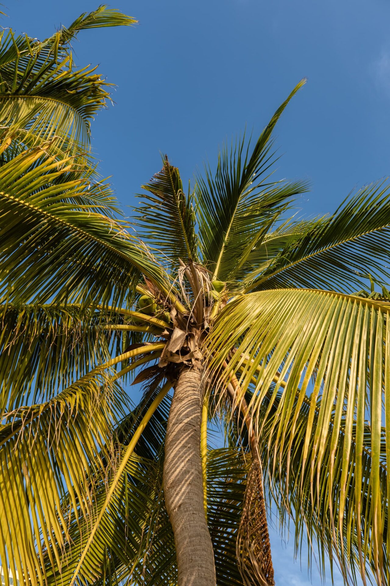 palm tree removal service