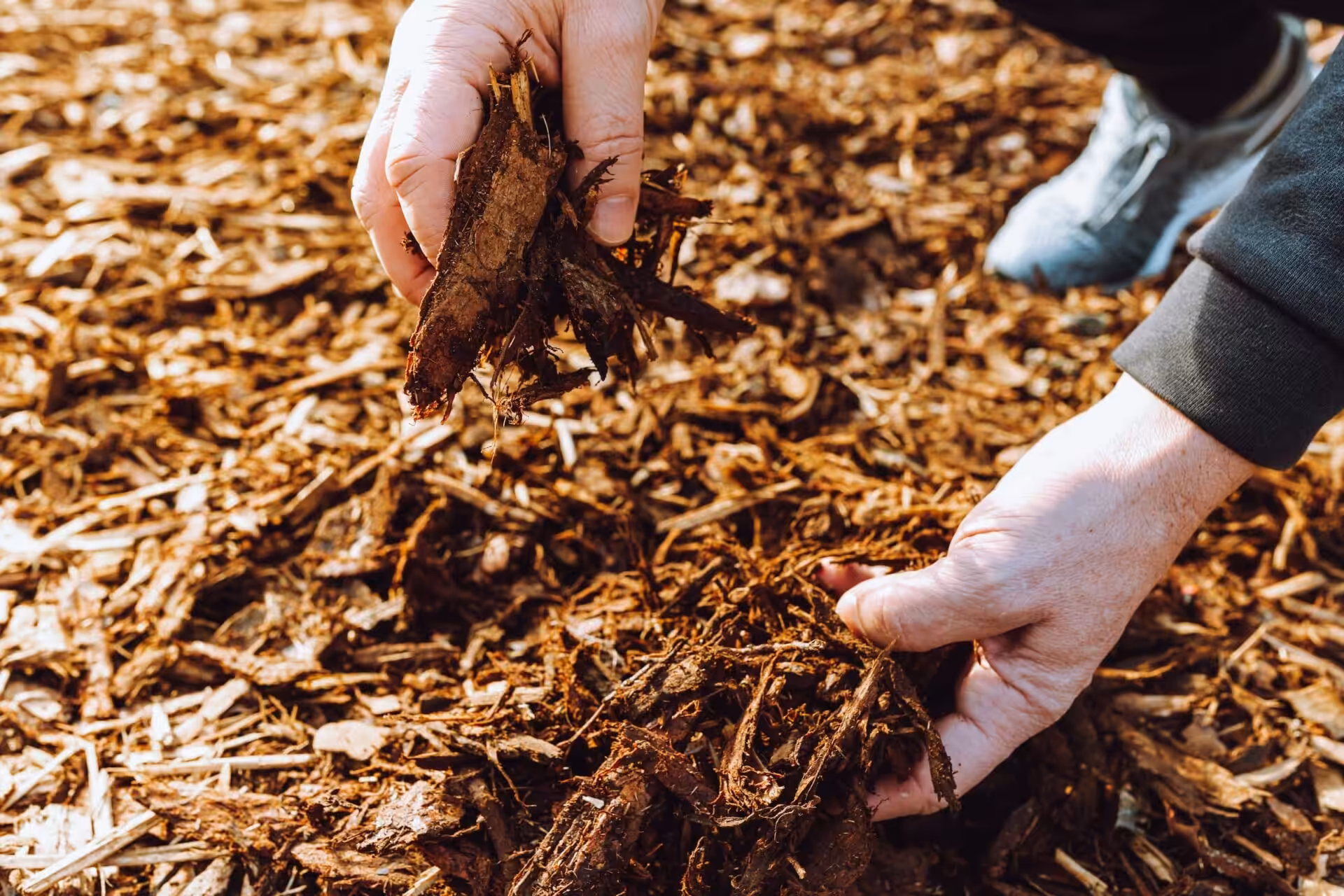 Hands holding wood mulch in garden bed