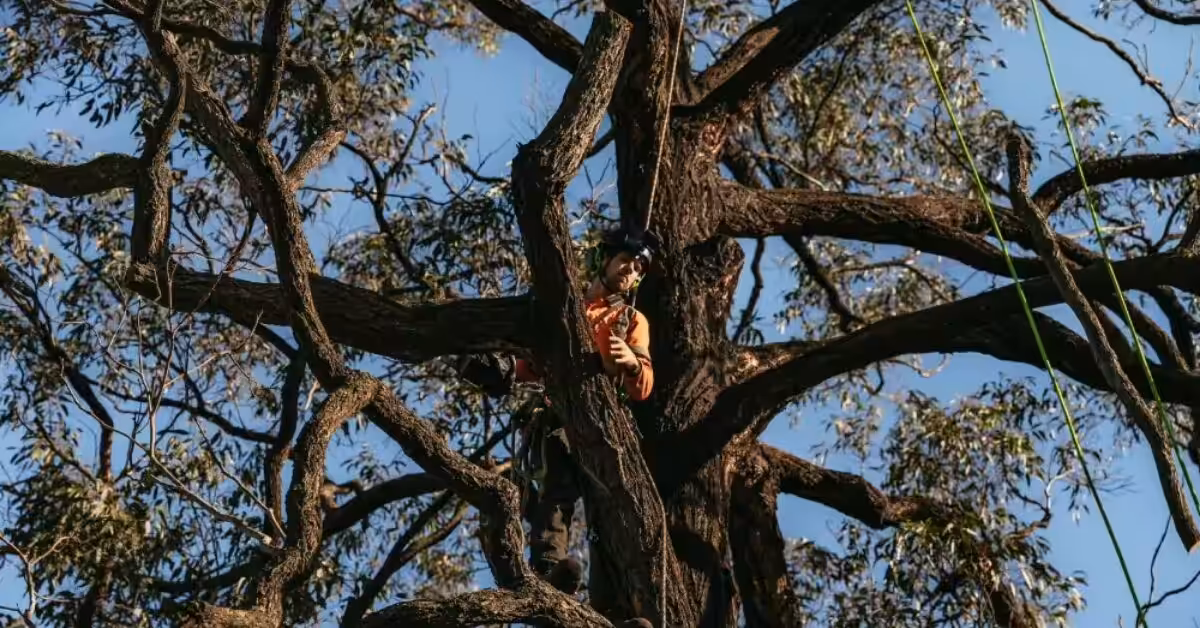Arborist Penrith trimming a large tree branch professional safety equipment.