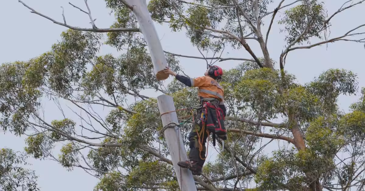 Tree lopper in Penrith carrying out high-access tree removal work above a residential property.