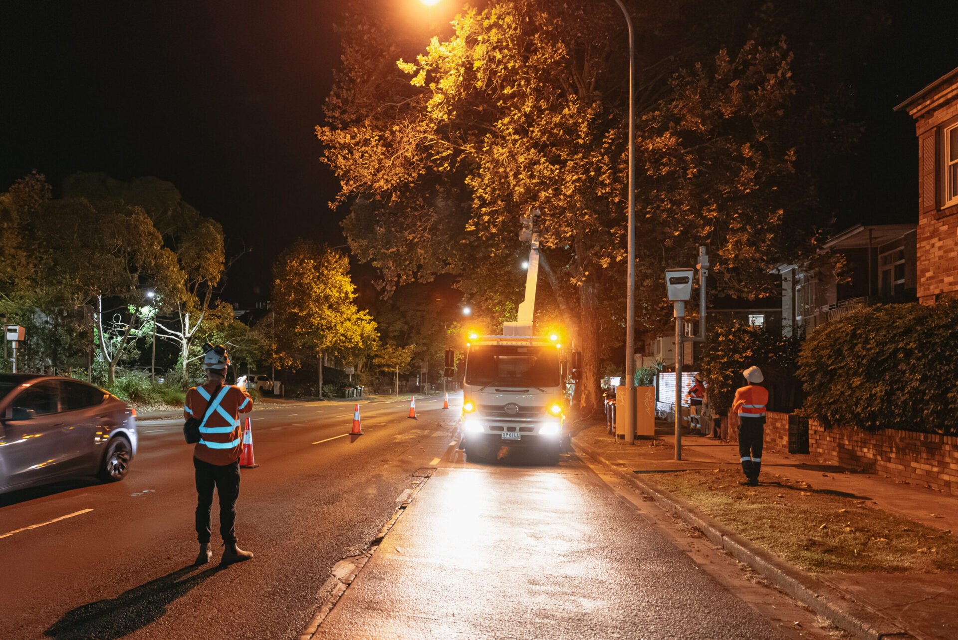 Professional tree services conducted during Sydney City night works for Transport for NSW operations.