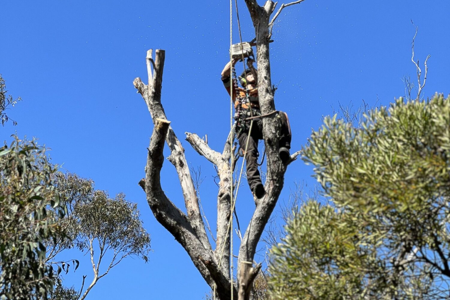 Wentworth Falls Picnic Area for NSW National Parks & Wildlife Service