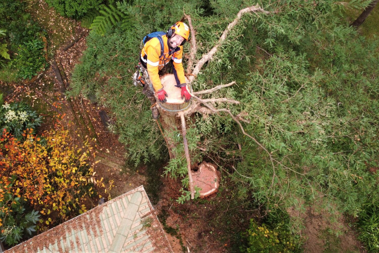 What To Know When Hiring Tree Removalists